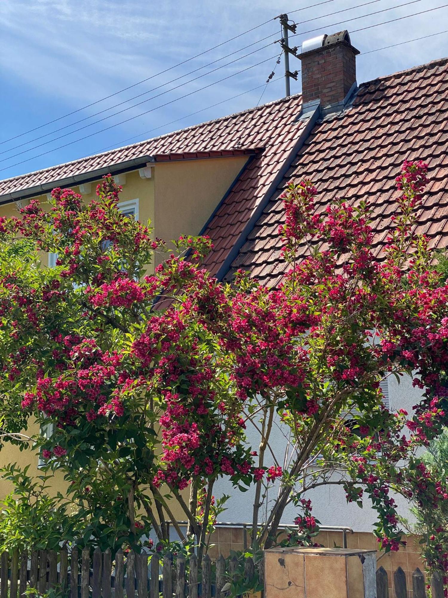 Haus Am Kuhsee Augsburg Dış mekan fotoğraf